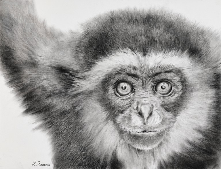 Drawing of gibbon by Laurence Saunois, Animal Artist Painter