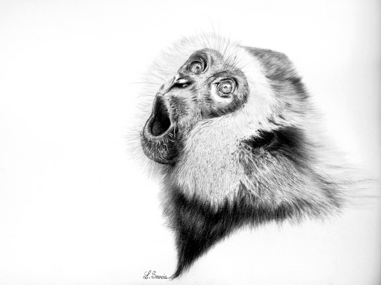 Dessin de gibbon : peintre animalier Laurence saunois