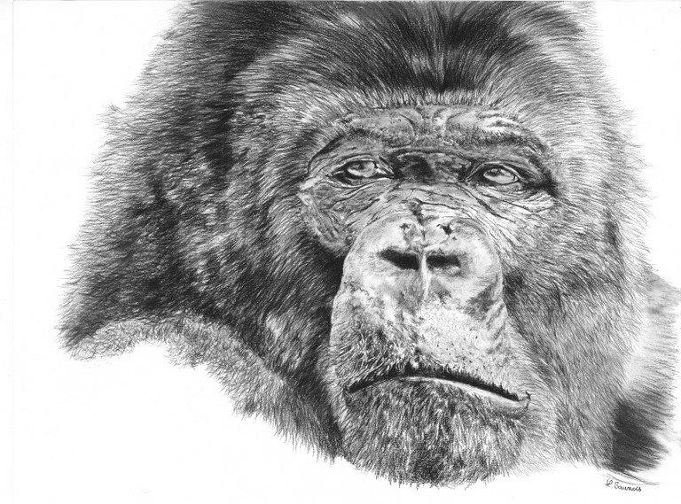 Drawing of gorilla by Laurence Saunois, Animal Artist