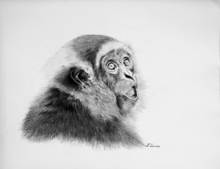 Drawing of gibbon by Laurence Saunois, Animal Artist Painter