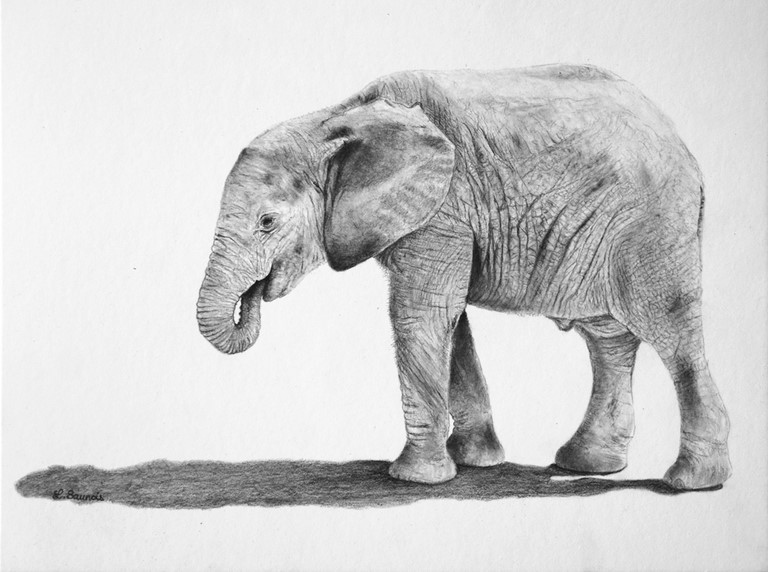 Dessin d'un éléphanteau par Laurence Saunois, artiste animalier
