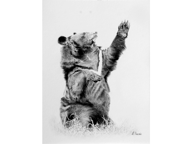 Dessin d'ours Moon Bear : peitnre animalier Laurence Saunois