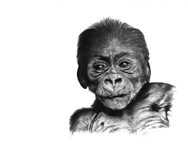 Dessin de gorille par Laurence Saunois, Artiste animalier