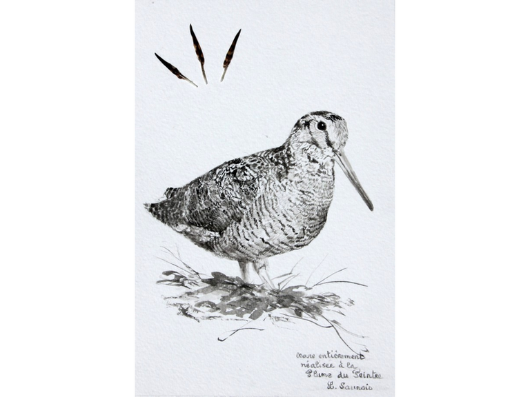 Woodcock drawing made with woodcock feather by Laurence Saunois