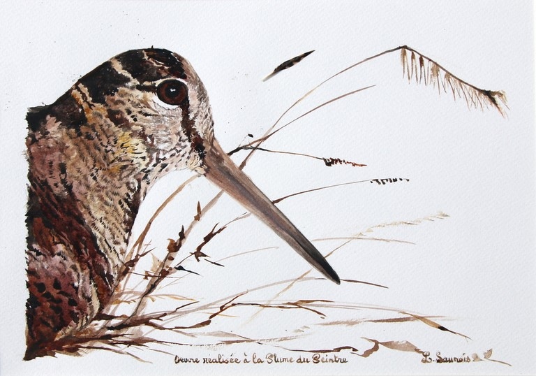 Woodcock drawing made by Laurence Saunois, animal artist