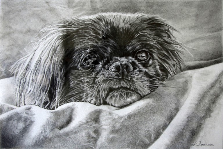 Dessin de petit chien aux crayons graphites par la peintre animalier Laurence Saunois