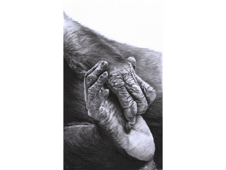 Dessin de pied et main de bonobo par la peintre animalier Laurence Saunois
