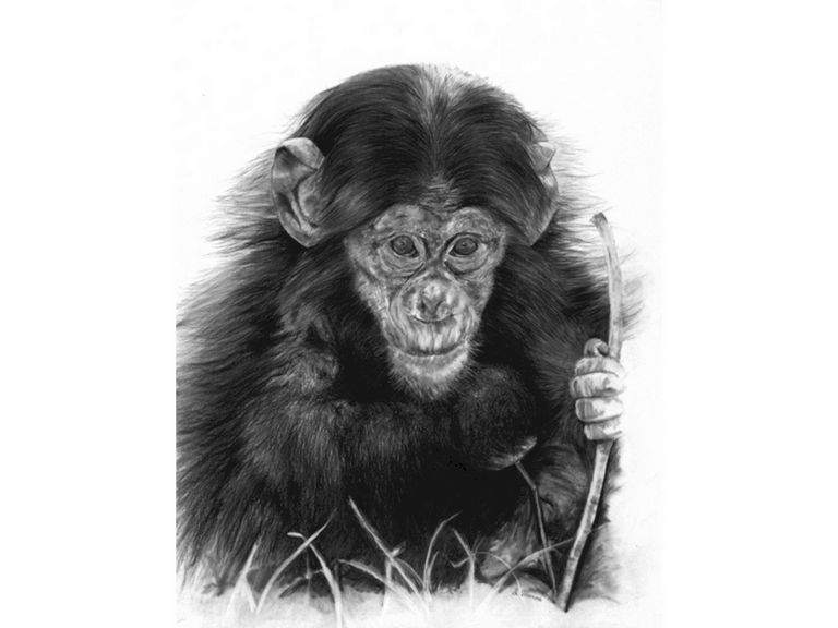 Dessin de chimpanzé par Laurence Saunois, Artiste peintre animalier