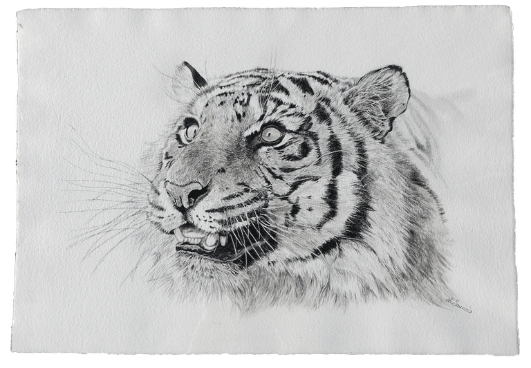 Drawing of tiger by Laurence Saunois, animal artist by Laurence Saunois, animal artist