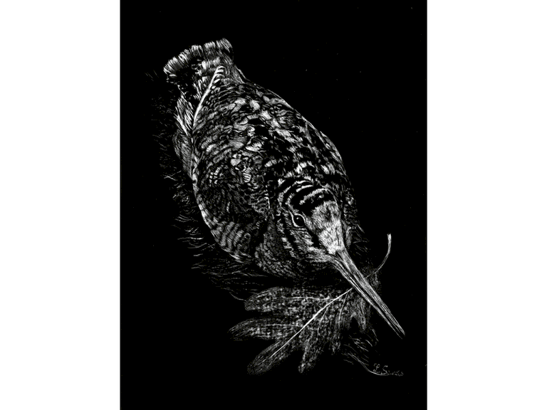 Scratchboard de bécasse par la peintre animalier Laurence Saunois