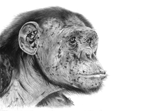 Dessin de Chimpanzé par Laurence Saunois, Artiste animalier