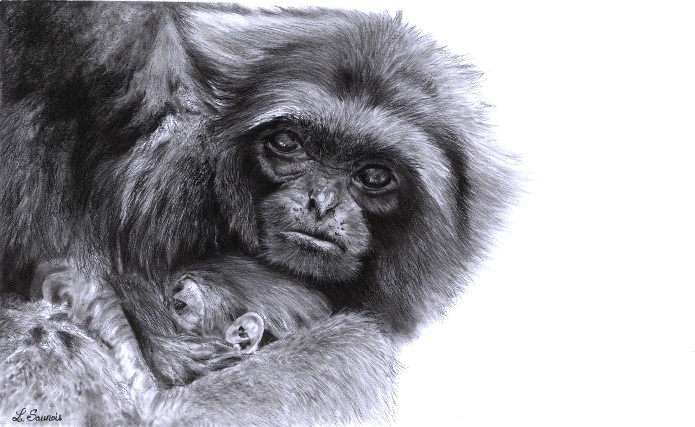 Drawing of gibbon by Laurence Saunois, Animal Artist - Painter