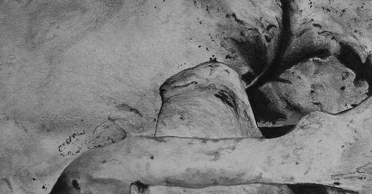 Dessin de crâne de blaireau (détails) par Laurence Saunois, Artiste animalier
