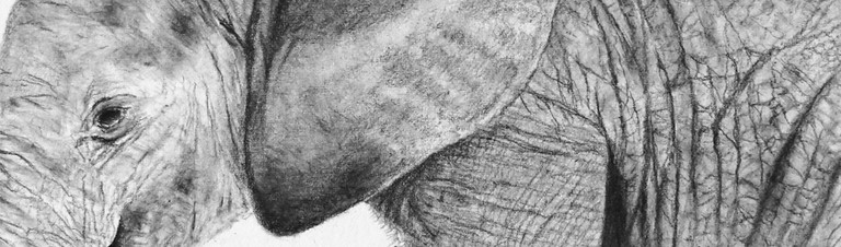 Dessin d'un éléphanteau (détails) par Laurence Saunois, artiste animalier