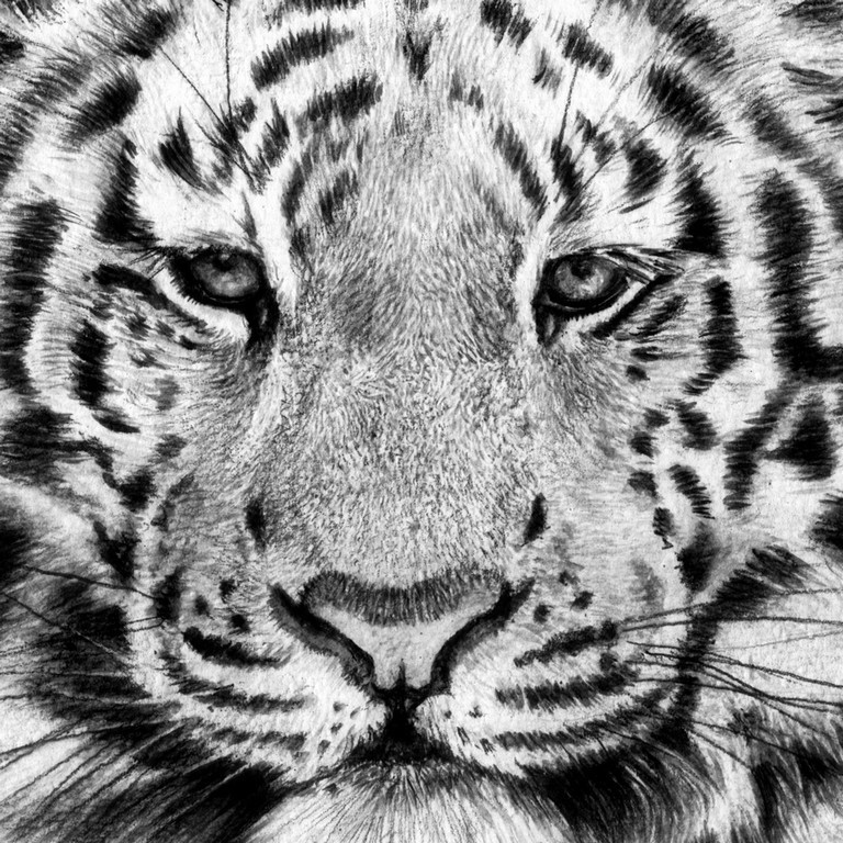 Scratchboard Tigreau by Laurence Saunois, animal artist