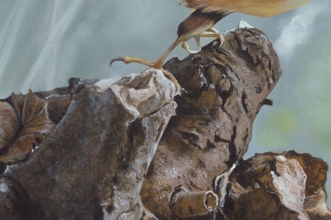 Peinture de sittelle torchepot (détails) par L'artiste Laurence Saunois, peintre animalier