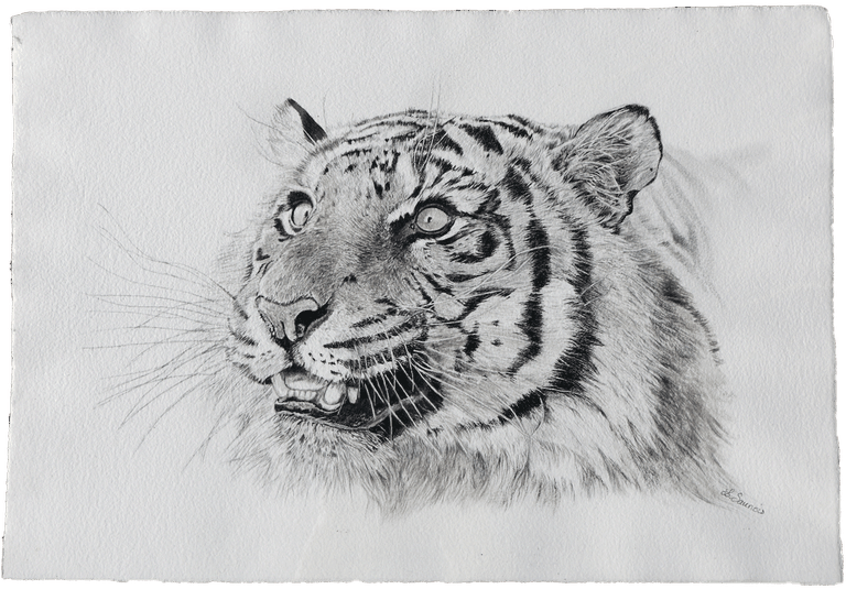 Drawing of tiger by Laurence Saunois, animal artist by Laurence Saunois, animal artist