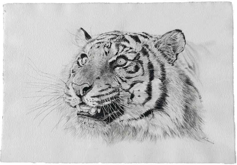 Dessin d'un tigre par Laurence Saunois, artiste animalier