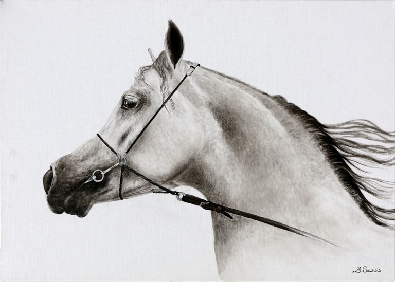 Dessin de cheval PSA par Laurence Saunois, Artiste animalier