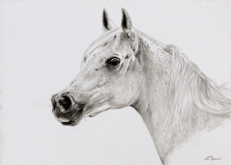 Drawing of horse by Laurence Saunois, animal artist