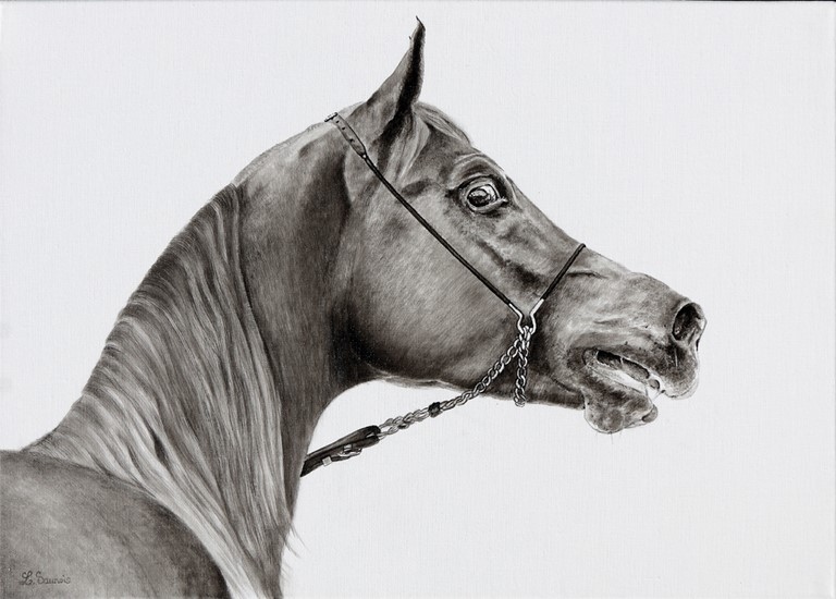 Dessin de cheval PSA par Laurence Saunois, Artiste animalier