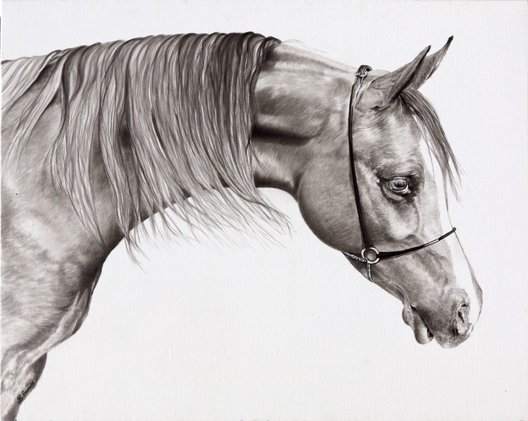 Dessin de cheval PSA par Laurence Saunois, Artiste animalier