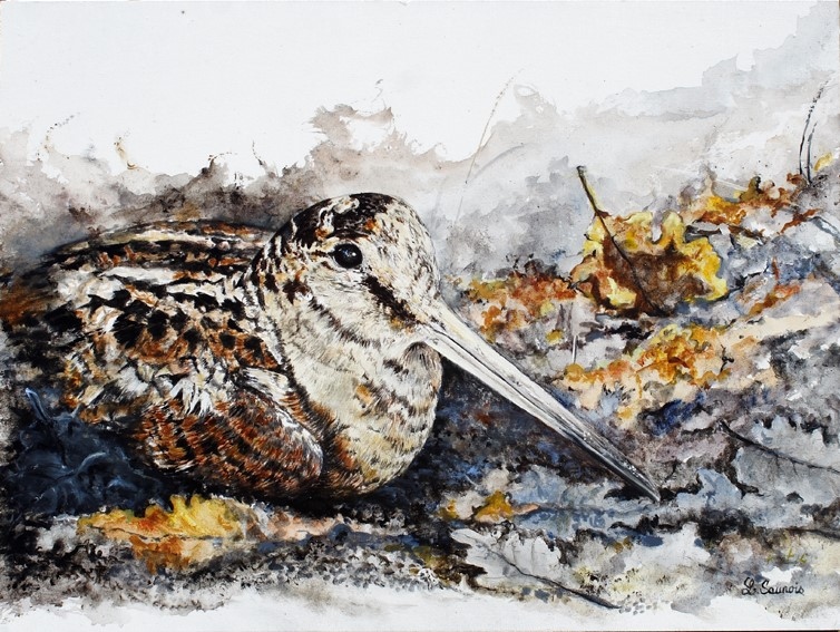 Woodcock painting by Laurence Saunois, animal artist