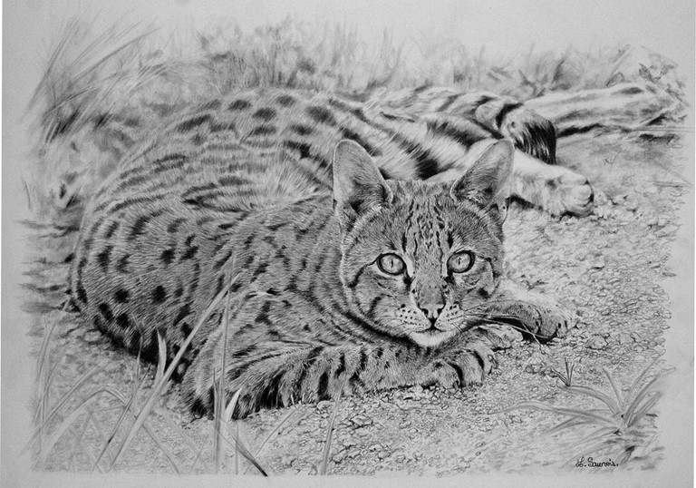 Dessin d'un Ocicat par Laurence Saunois, artiste animalier