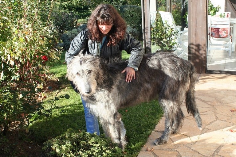 L'Irish wolfhound ou lévrier irlandais le plus grand chien au monde avec la peintre animalier Laurence Saunois