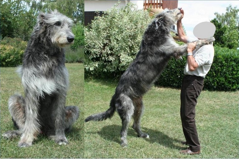 L'Irish wolfhound ou lévrier irlandais le plus grand chien au monde - Laurence Saunois, peintre animalier