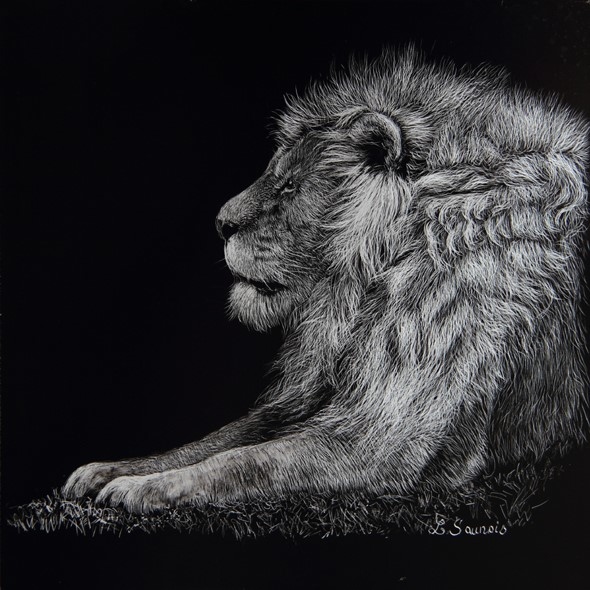 Scratchboard Lion #2 by Laurence Saunois, animal artist