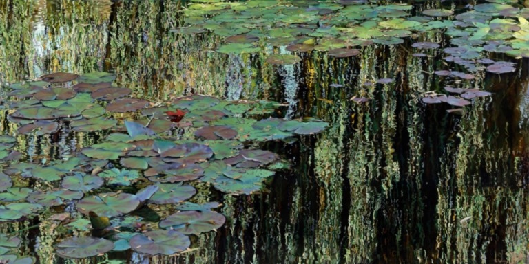 “Nympheus Luminansis: Light in the Shadow of the Weeping Willow” – Painting by Laurence Saunois
