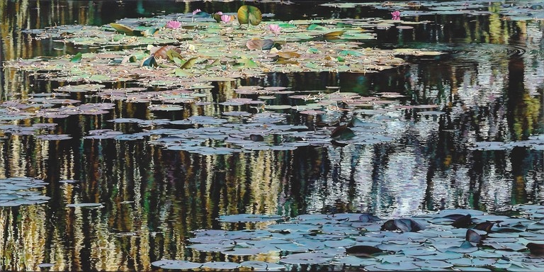 Nympheus Luminansis©, les nymphéas de Claude Monet : artiste peintre Laurence Saunois