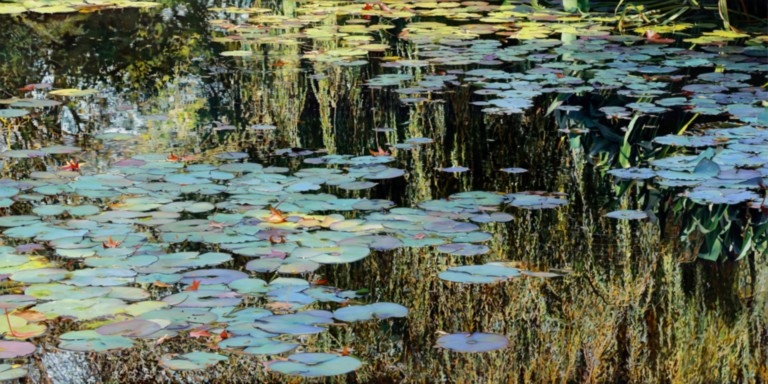 Peinture "Nympheus Luminansis, tel un Rideau de Lumière par Laurence Saunois, artiste peintre