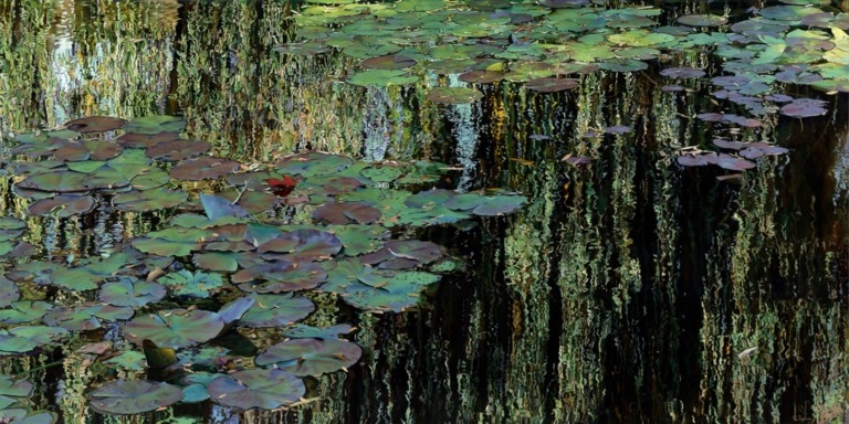 Peinture "Nympheus Luminansis, Lumière à l'Ombre du Saule Pleureur par Laurence Saunois, artiste peintre