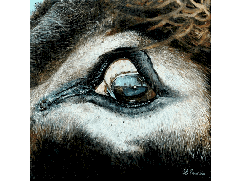 Painting of a donkey's eye, Laurence Saunois, wildlife artist