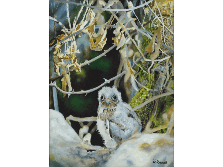 Peinture de faucon crécerelle par Laurence Saunois, peintre animalier