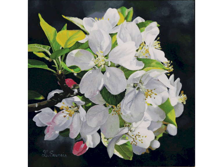 Peinture de fleurs de pommier de l'artiste peintre Laurence Saunois