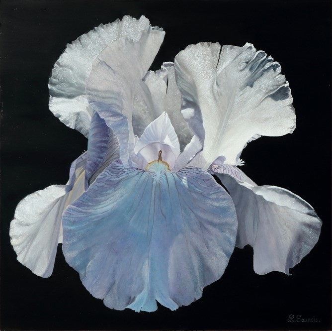 Tableau Avec 3 Iris Blancs