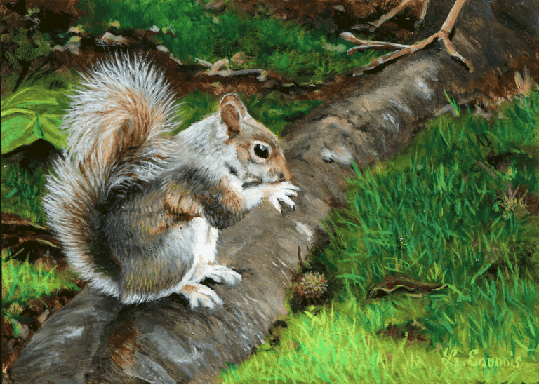 Peinture miniature d'écureuil - peintre animalier Laurence Saunois