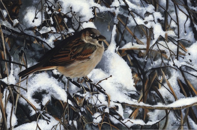 Peinture d'oiseau par Laurence Saunois, artiste peintre animalier