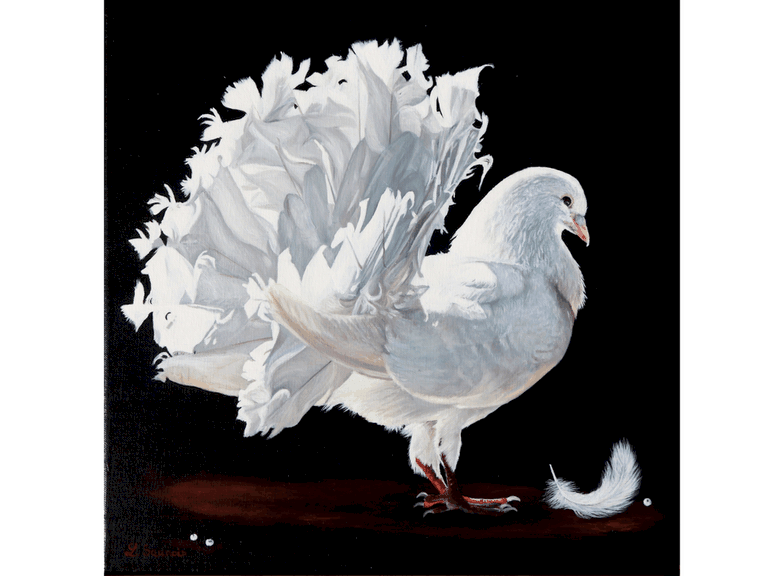 Peinture de pigeon blanc sur fond noir par la peintre animalier Laurence Saunois