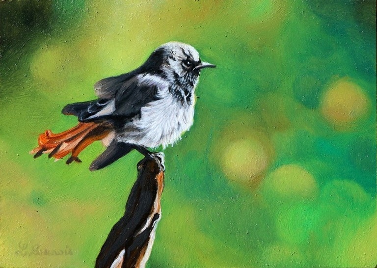 Red-tail painting : wildlife artist Laurence Saunois