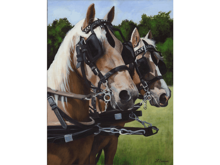 Peinture de chevaux palominos par Laurence Saunois, peintre animalier