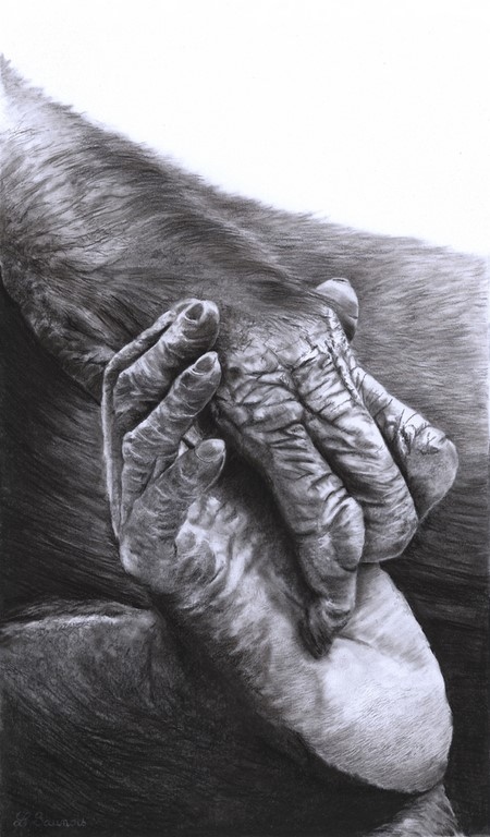 Cliquez pour agrandir Dessin de pied et main de bonobo par Laurence Saunois, Artiste peintre animalier