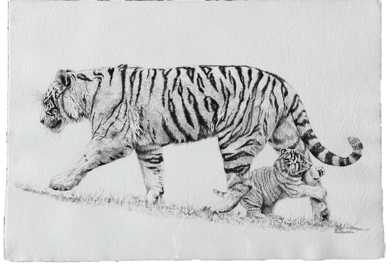 Dessin de tigres par Laurence Saunois, artiste animalier