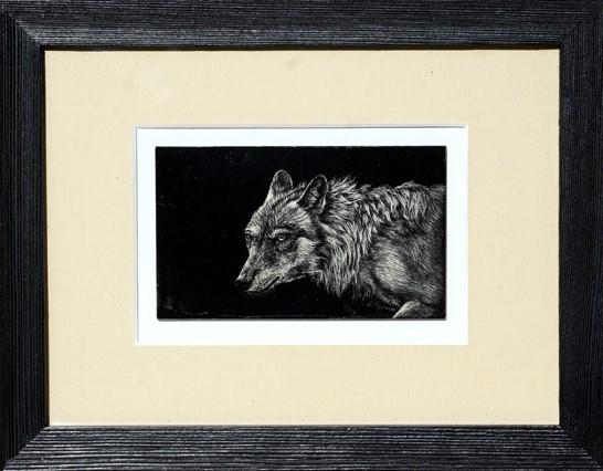 Scratchboard encadré de loup par Laurence Saunois, artiste peintre animalier