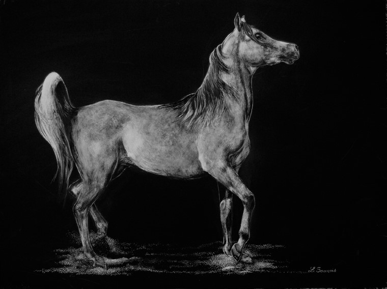 Scratchboard of arabian horse by Laurence Saunois, animal artist