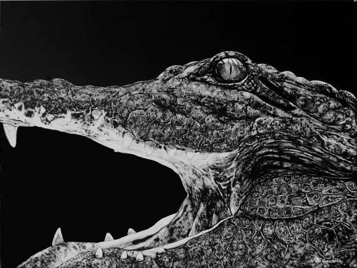 Scratchboard de crocodile par Laurence Saunois, artiste peintre animalier