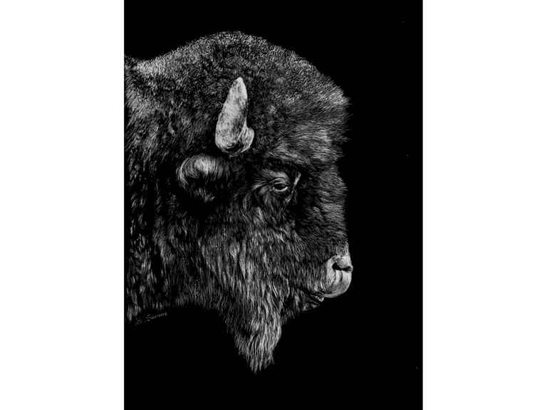 Scratchboard de Bison d'Amérique  par Laurence Saunois, artiste peintre animalier